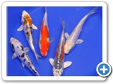 Sample of Elite Pond Pack