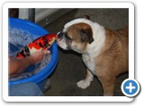 Even our dogs LOVE Koi XXX