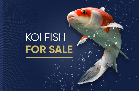 How a Koi Seller Sources the High-Quality Fish That Can Sell for